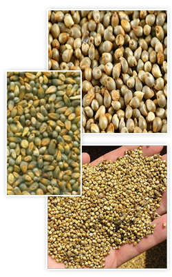 agricMaize Grade A, yellow maiz, ulture, maiz, maiz grain, baajraa, bajra, Broken Grain, Coloured Grain, Defective Grain